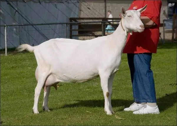 зааненская порода коз