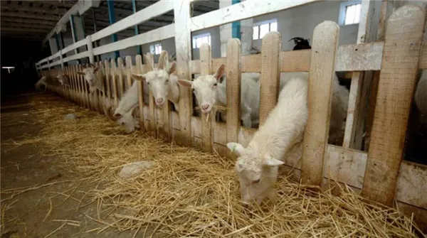 ферма по разведению коз как бизнес