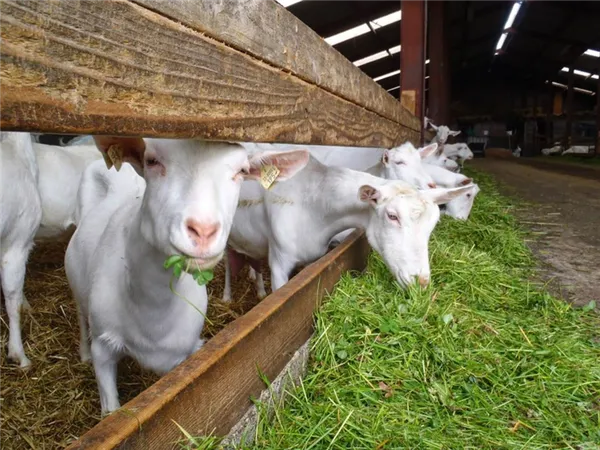 козы жуют траву