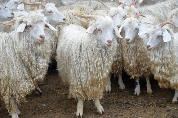 пуховые козы