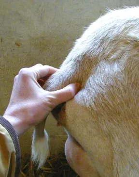 пульпация хвоста козы