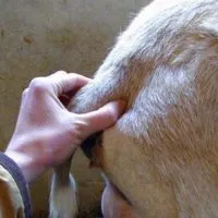 как проверить козу на окот