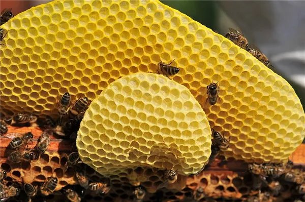 пчелиный воск