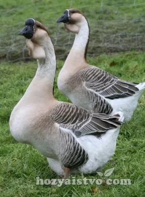 africane goose couple