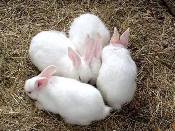 беременность у кроликов. сколько длится беременность у кроликов. 2
