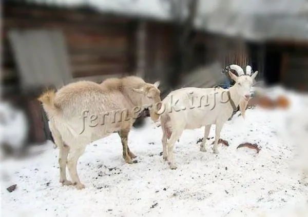коза даст молоко только после окота