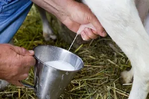 сколько молока дает коза в сутки
