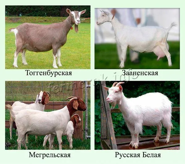 молочные породы коз