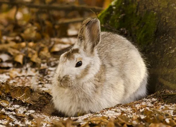 продолжительность жизни кролика в природе