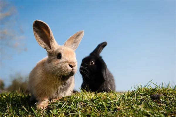 обзор кроликов для содержания дома
