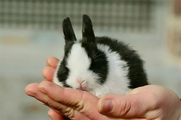 кролик на руке