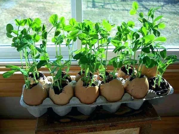 удобрение из яичной скорлупы: копеечное средство для огорода. яичная скорлупа для огорода. 8