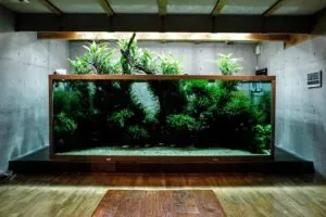 амано аквариум