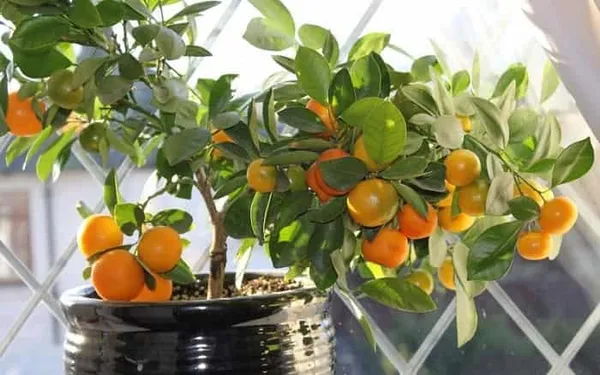 апельсиновое дерево домашнее — выращиваем из косточки. как вырастить апельсин из косточки. 3