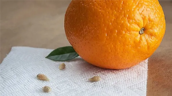 пошаговое руководство: как посадить апельсин из косточки в домашних условиях