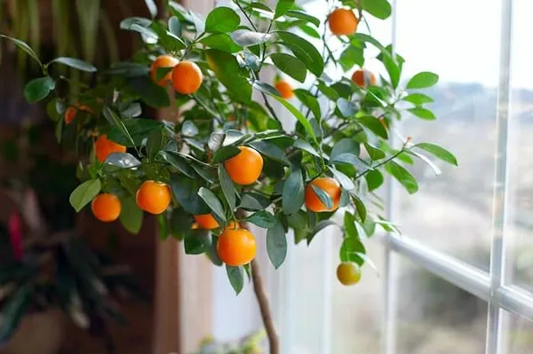 апельсиновое дерево домашнее — выращиваем из косточки. как вырастить апельсин из косточки. 2