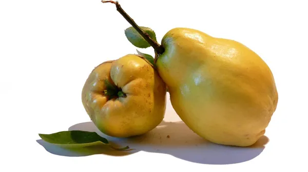 айва или квитовое яблоко: что это за фрукт