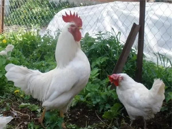 первомайская порода кур