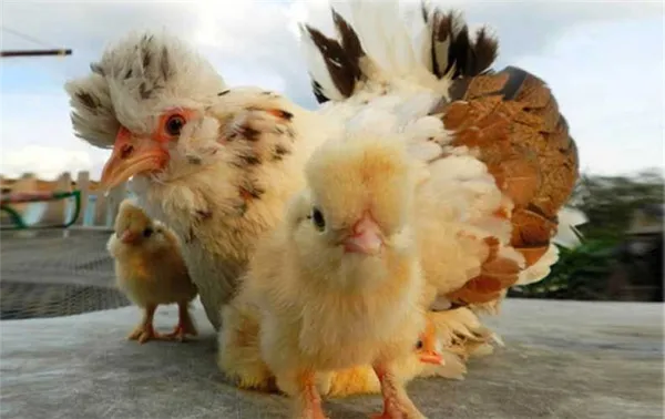 цыплята и курица бентамка