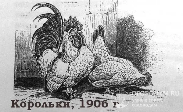 иллюстрация из книги и. и. абозина «птичий двор в русских хозяйствах»