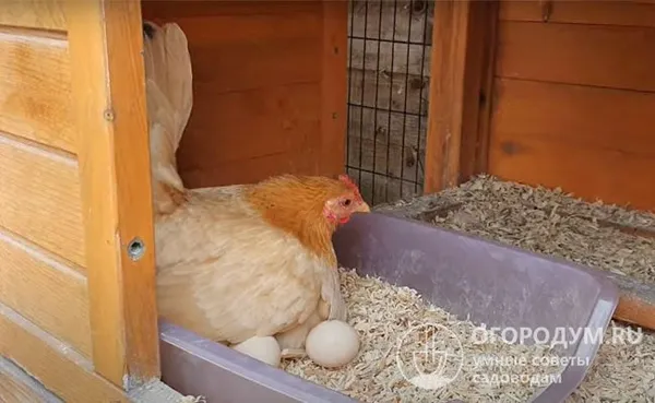 карликовая наседка способна высиживать до 7 яиц, выводя потомство 2-3 раза за год. цыплята вылупляются через 21 день