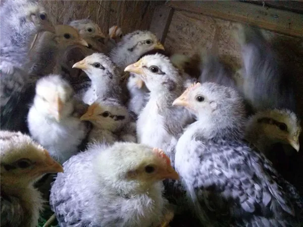 борковские барвистые цыплята