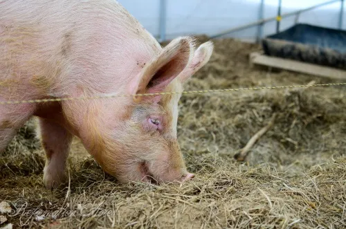 как кормить поросят, чтобы вырастить здоровых свинок