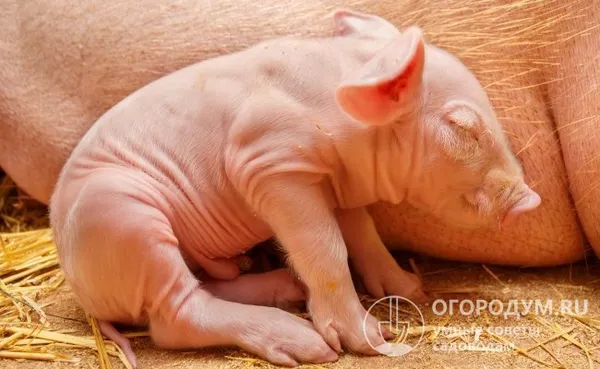 новорожденные поросята в подсосном периоде обеспечены необходимыми питательными веществами, получаемыми с материнским молозивом и молоком, при условии достаточной лактации у свиноматки