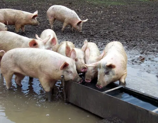 при кормлении сухими кормами доступ к воде у свиней должен быть обязательным, свободным и постоянным