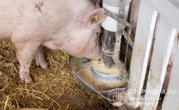 сейчас для откорма свиней используют преимущественно сухие смеси