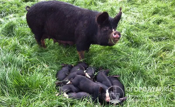 беркширские свиньи использовались при выведении многих популярных пород