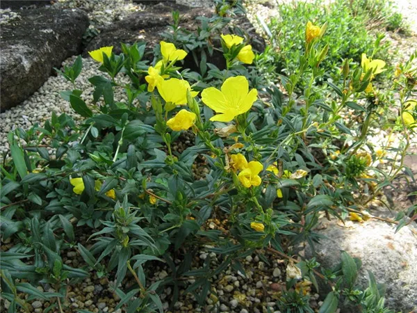 энотера многолетняя: посадка и уход, фото, выращивание в открытом грунте. энотера многолетняя желтая посадка и уход. 2