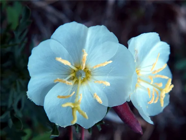 фото цветов энотера