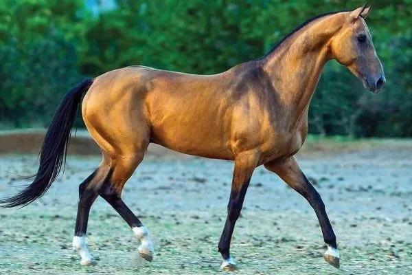 гнедая лошадь. описание, виды, уход и цена гнедой лошади. гнедая лошадь это какой цвет. 9