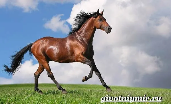 гнедая-лошадь-описание-виды-уход-и-цена-гнедой-лошади-2