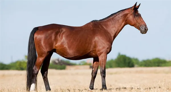 гнедая лошадь. описание, виды, уход и цена гнедой лошади. гнедая лошадь это какой цвет. 2