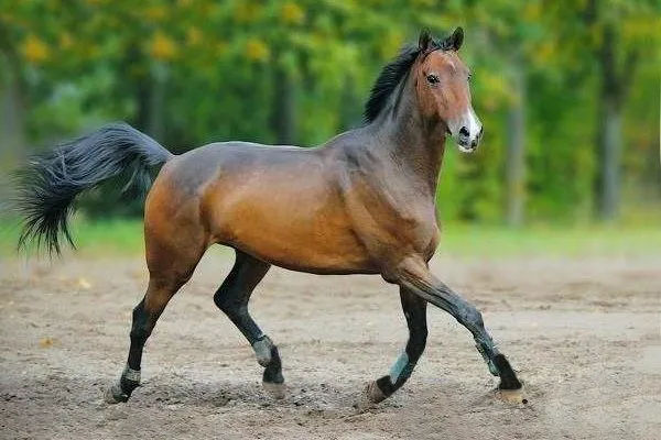 гнедая лошадь. описание, виды, уход и цена гнедой лошади. гнедая лошадь это какой цвет. 7