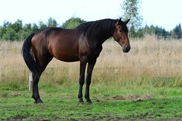темно-гнедая лошадь с черной гривой