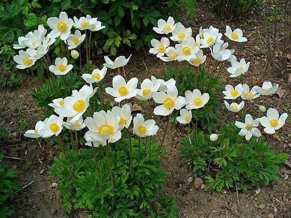 цветут анемоны на клумбе
