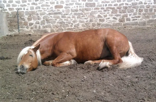 лошадь спит лежа