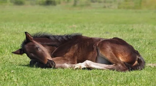 как обычно спят лошади. как спят лошади лежа или стоя. 2