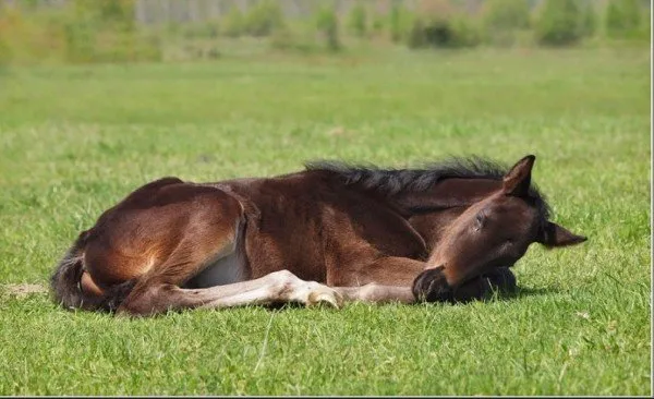 как обычно спят лошади. как спят лошади лежа или стоя. 4