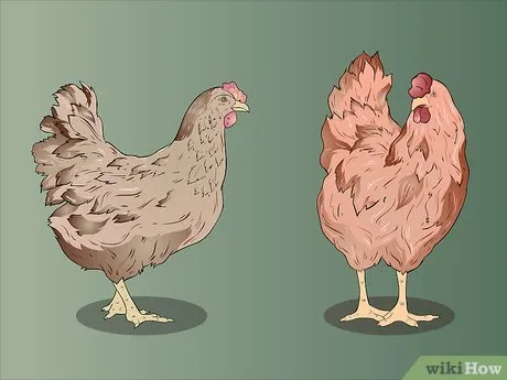 изображение с названием determine the sex of a chicken step 1