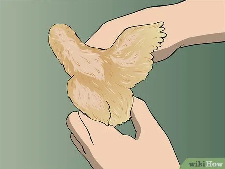 изображение с названием determine the sex of a chicken step 7