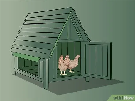 изображение с названием determine the sex of a chicken step 4