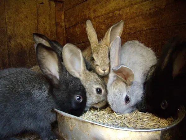кормление кроликов