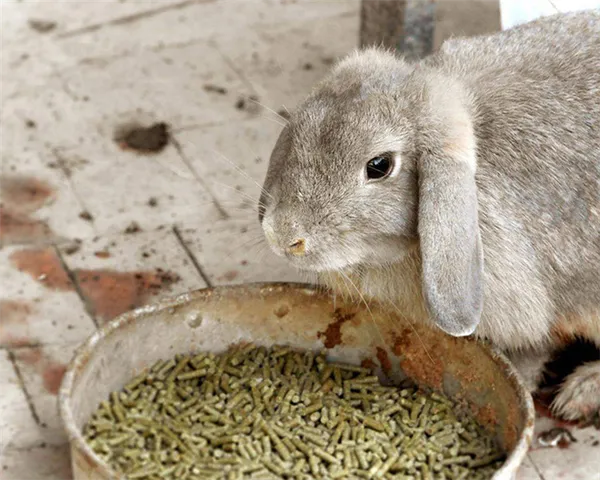 кролик у миски с комбикормом