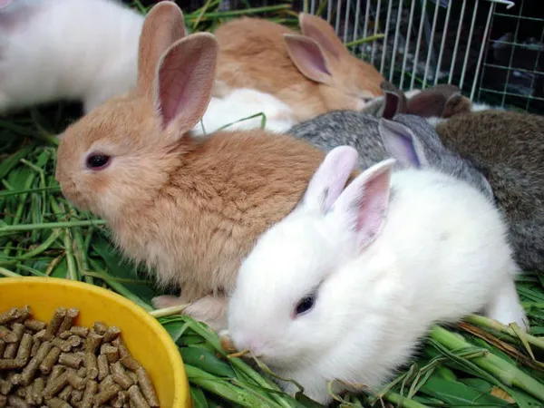 крольчат постепенно отучают от молока