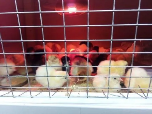 цыплята в брудере под лампой