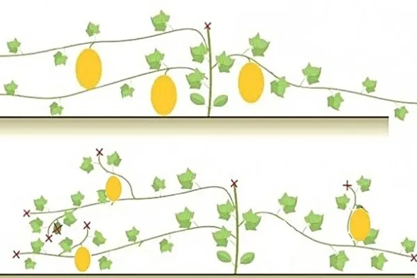 способы и приёмы выращивания дыни в теплице. выращивание дыни в теплице. 3